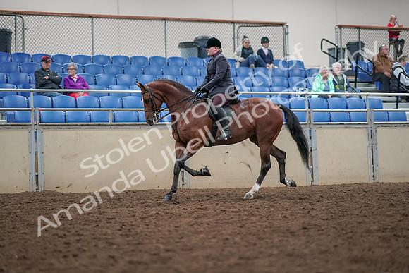 2019 Morgan Horse Show - Aug 30, 2019 - 20431