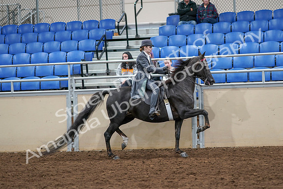 2020 - AB Morgan Horse - Sat, Sept 05 - 13952