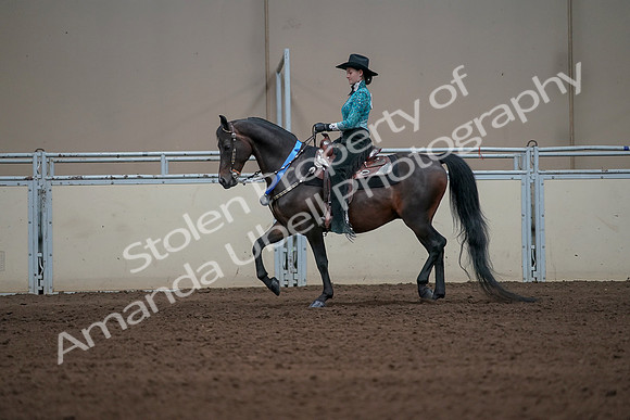 2019 Morgan Horse Show - Sept 01, 2019 - 07318
