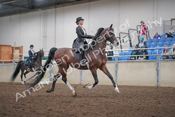 2019 Morgan Horse Show - Aug 31, 2019 - 08899