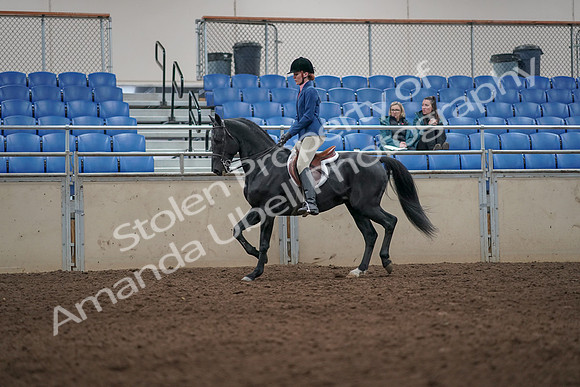 2019 Morgan Horse Show - Aug 31, 2019 - 07278