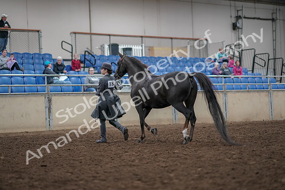 2019 Morgan Horse Show - Aug 31, 2019 - 01968