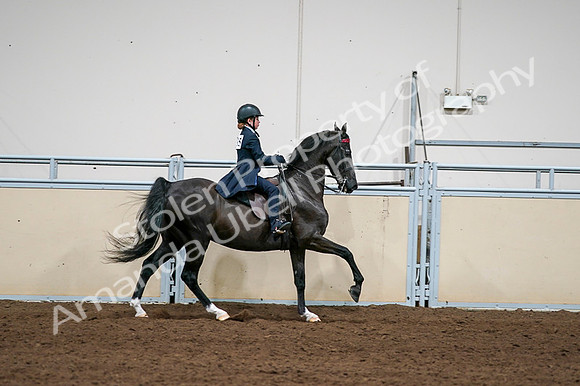 2020 - AB Morgan Horse - Fri, Sept 04 - 03147