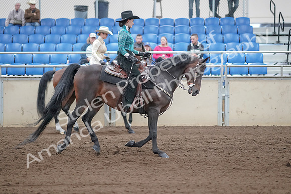 2019 Morgan Horse Show - Sept 01, 2019 - 07024