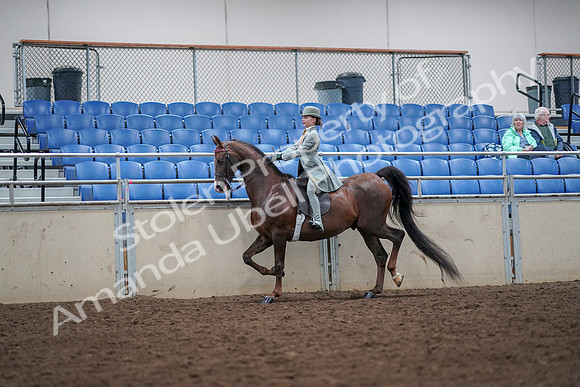 2019 Morgan Horse Show - Aug 30, 2019 - 17861