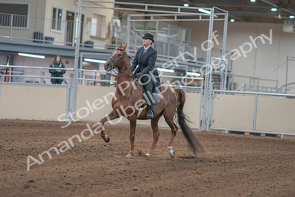 2020 - AB Morgan Horse - Sun, Sept 06 - 00023