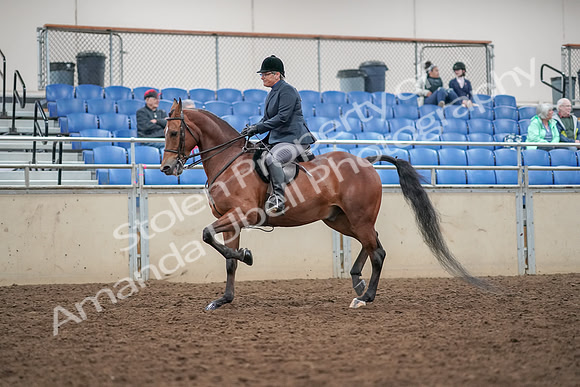 2019 Morgan Horse Show - Aug 30, 2019 - 20197
