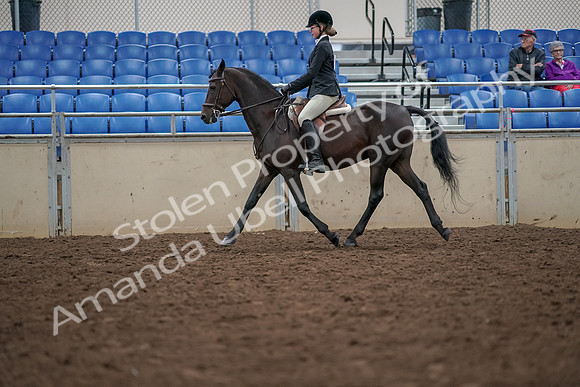 2019 Morgan Horse Show - Aug 30, 2019 - 20343