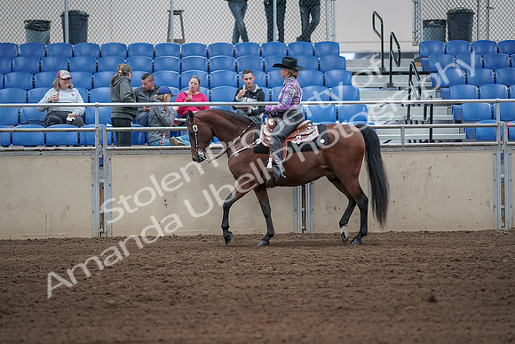 2019 Morgan Horse Show - Sept 01, 2019 - 06776
