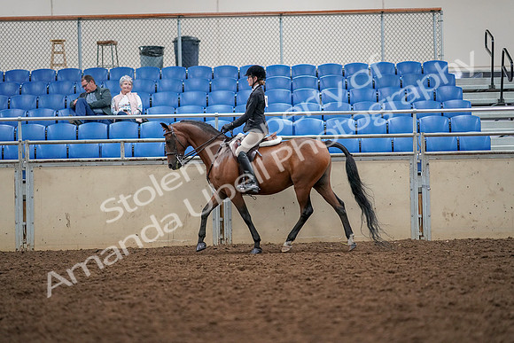 2019 Morgan Horse Show - Aug 30, 2019 - 23159