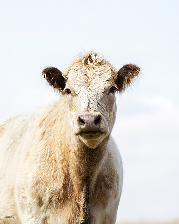 Domestic Animals - 012