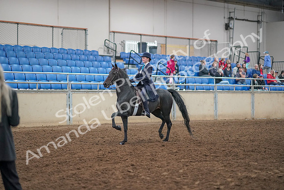 2019 Morgan Horse Show - Aug 30, 2019 - 12167