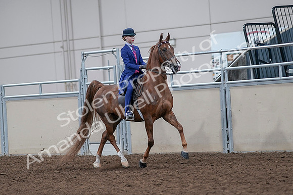 2020 - AB Morgan Horse - Fri, Sept 04 - 05221