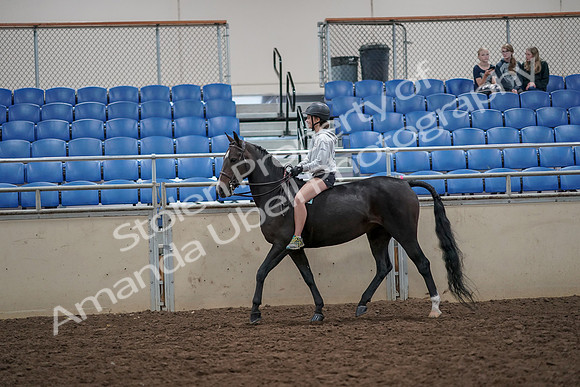 2019 Morgan Horse Show - Aug 30, 2019 - 31046