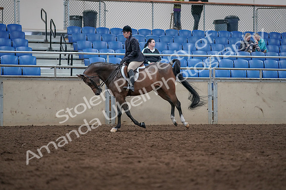 2019 Morgan Horse Show - Sept 01, 2019 - 08727
