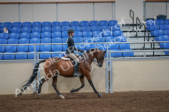 2020 - AB Morgan Horse - Fri, Sept 04 - 06140