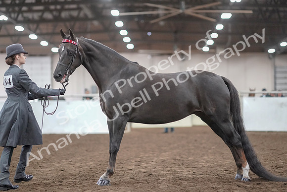 2019 Morgan Horse Show - Aug 31, 2019 - 01941