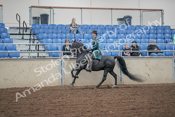 2019 Morgan Horse Show - Aug 30, 2019 - 15575