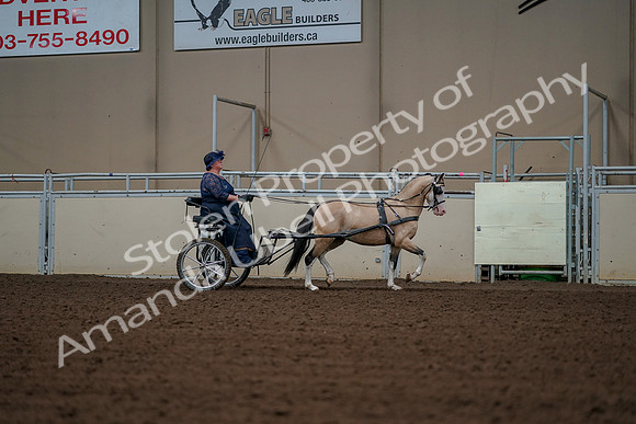 2019 Morgan Horse Show - Aug 30, 2019 - 13455