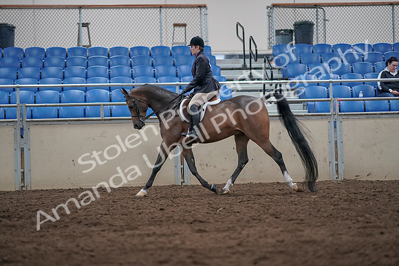 2019 Morgan Horse Show - Sept 01, 2019 - 08593