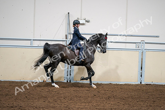 2020 - AB Morgan Horse - Fri, Sept 04 - 03093