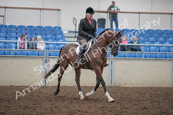 2019 Morgan Horse Show - Aug 31, 2019 - 16202