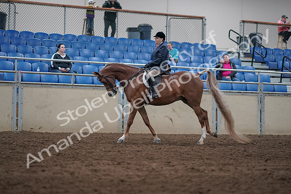 2019 Morgan Horse Show - Sept 01, 2019 - 08667