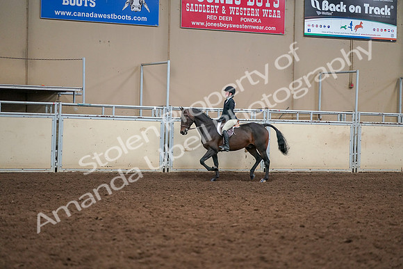 2019 Morgan Horse Show - Aug 30, 2019 - 12204