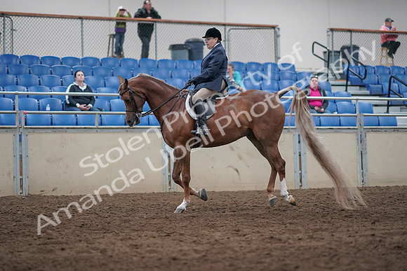 2019 Morgan Horse Show - Sept 01, 2019 - 08734