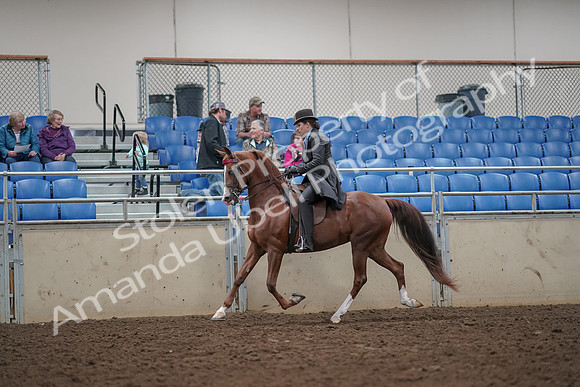 2019 Morgan Horse Show - Aug 30, 2019 - 26494