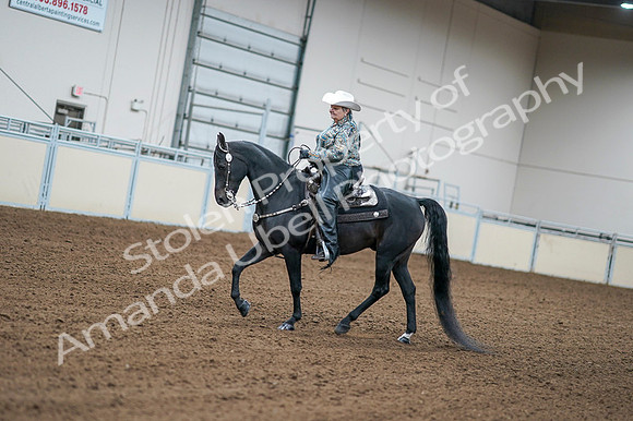 2020 - AB Morgan Horse - Fri, Sept 04 - 03590