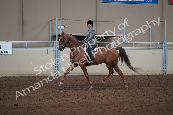 2019 Morgan Horse Show - Sept 01, 2019 - 12279