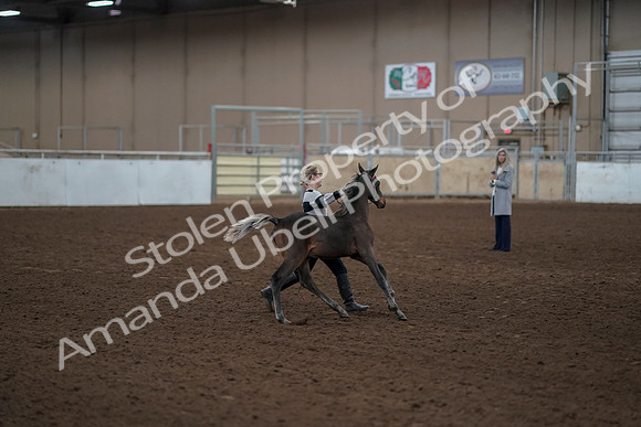 2019 Morgan Horse Show - Aug 31, 2019 - 00206