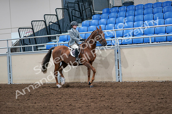 2020 - AB Morgan Horse - Fri, Sept 04 - 03102