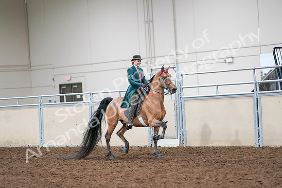 2020 - AB Morgan Horse - Sat, Sept 05 - 14014