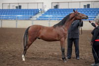 2019 Morgan Horse Show - Aug 31, 2019 - 00143