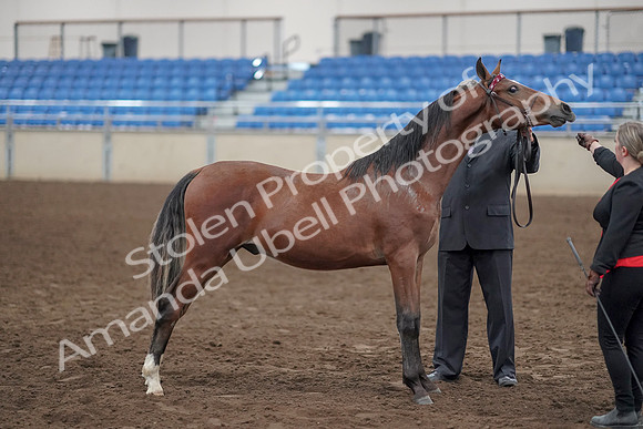 2019 Morgan Horse Show - Aug 31, 2019 - 00143