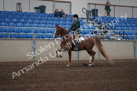 2019 Morgan Horse Show - Sept 01, 2019 - 12257