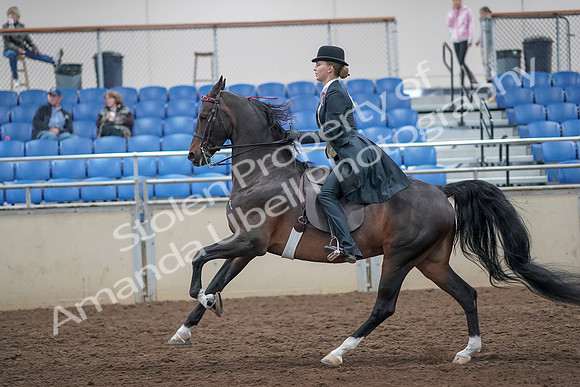 2019 Morgan Horse Show - Aug 31, 2019 - 08827