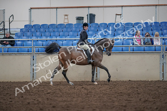 2019 Morgan Horse Show - Aug 31, 2019 - 16090