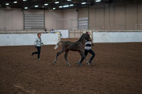 2019 Morgan Horse Show - Aug 31, 2019 - 00195