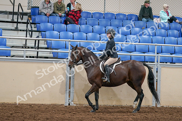 2020 - AB Morgan Horse - Sat, Sept 05 - 14262