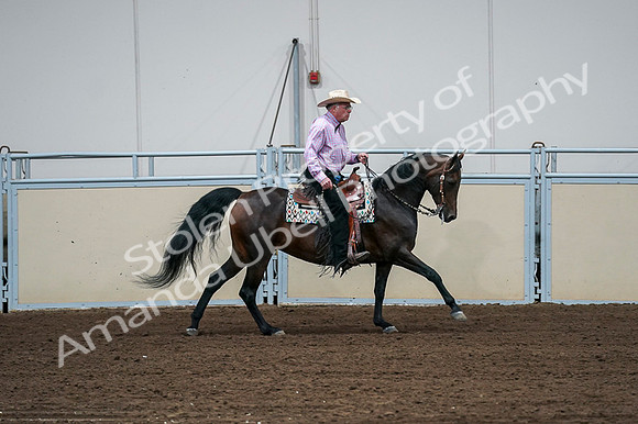 2020 - AB Morgan Horse - Fri, Sept 04 - 00559
