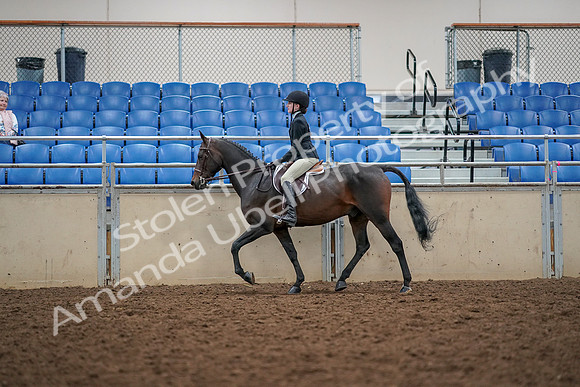 2019 Morgan Horse Show - Aug 30, 2019 - 23138