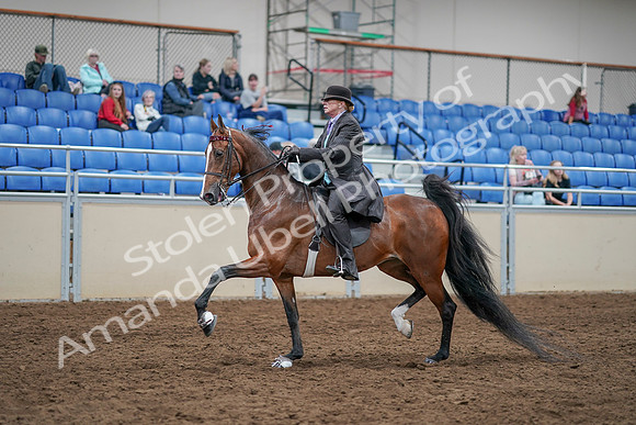 2020 - AB Morgan Horse - Sat, Sept 05 - 12922