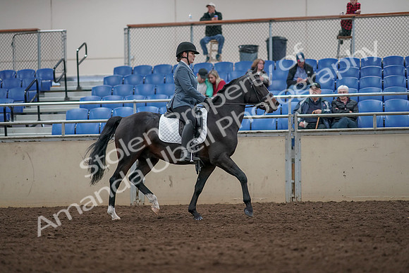 2019 Morgan Horse Show - Aug 31, 2019 - 07454