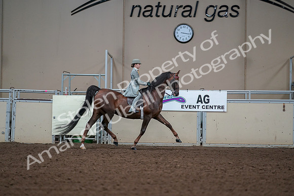 2019 Morgan Horse Show - Aug 30, 2019 - 17946