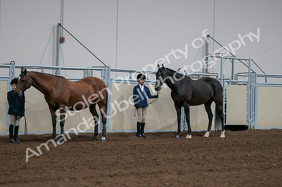 2020 - AB Morgan Horse - Fri, Sept 04 - 00815