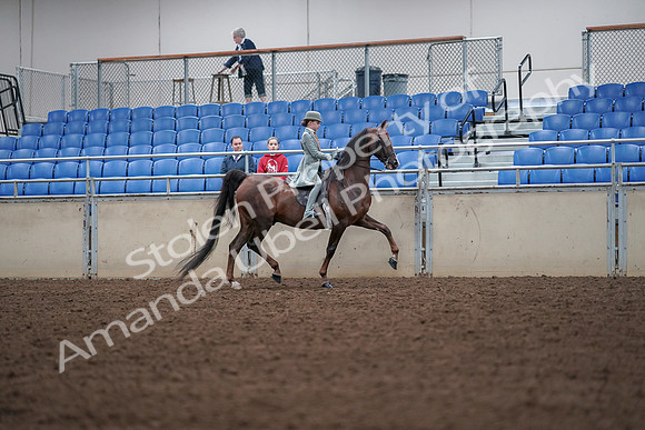 2019 Morgan Horse Show - Aug 30, 2019 - 18106