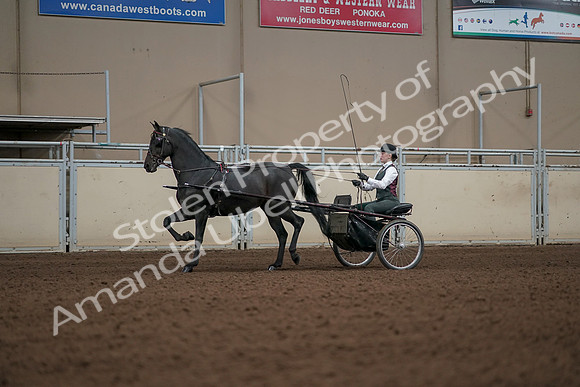 2019 Morgan Horse Show - Aug 31, 2019 - 04649